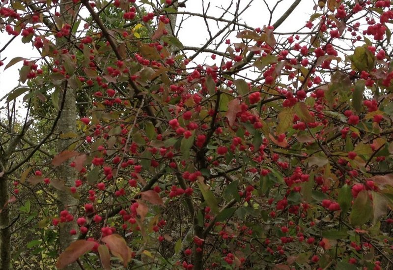 Baies d'automne (symphorine)